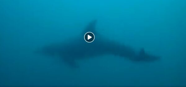 伊豆に潜りに来ました。