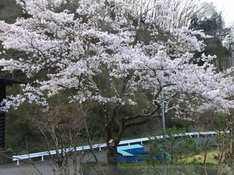 こんな春でも、我が家のサクラは満開です!　が・・・。