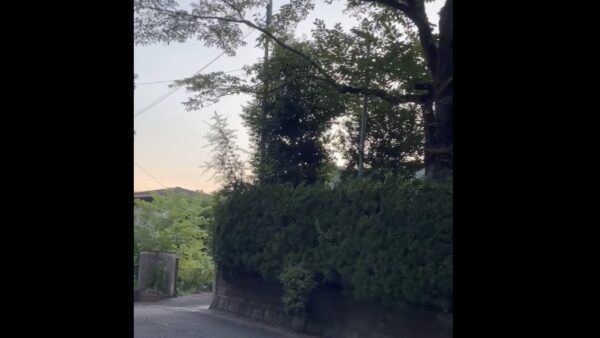 酷暑ですが、我が家の周辺はこんな感じです。