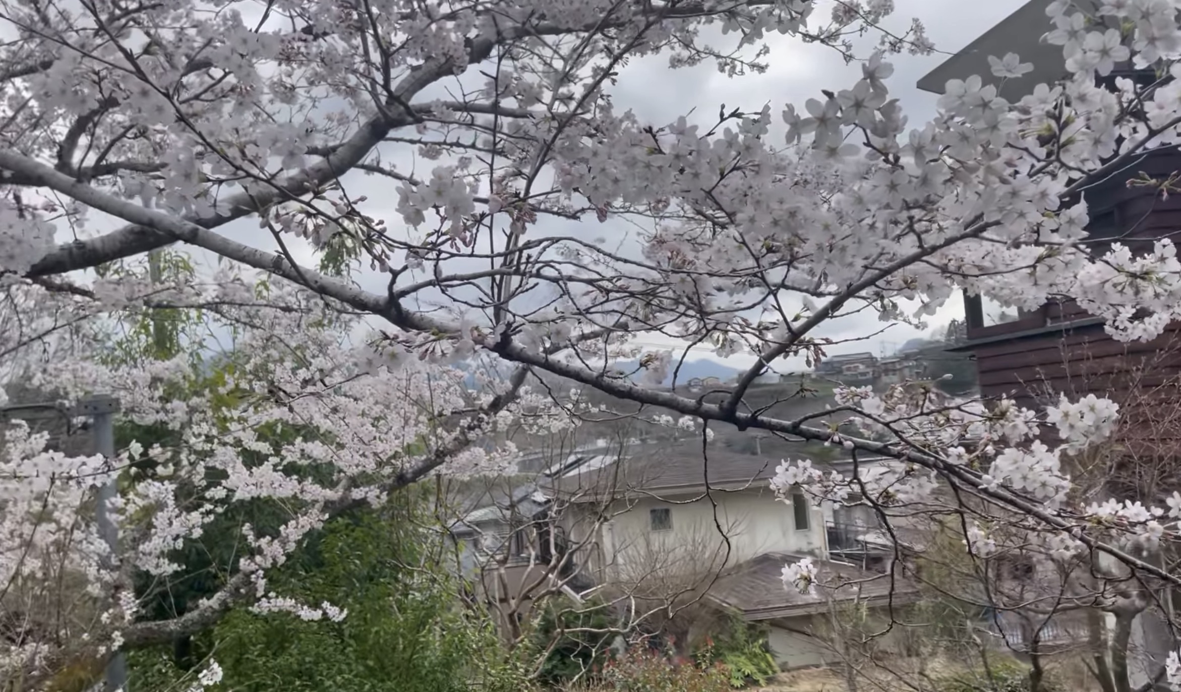 4月も一週間が過ぎ、春休みも終わって新学期を迎える日となりました。